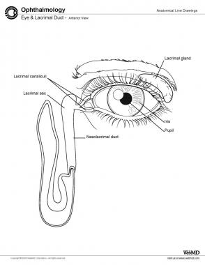 294x380 Eye Globe Anatomy Overview, Extraocular Structures, Intraocular
