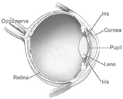 420x336 Glossary Anatomy Of The Eye