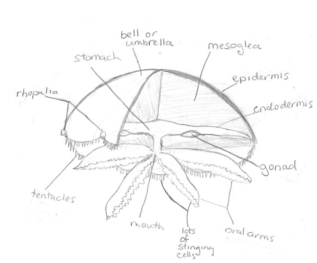 650x539 A Jellyfish Anatomy Primer By Popular Demand