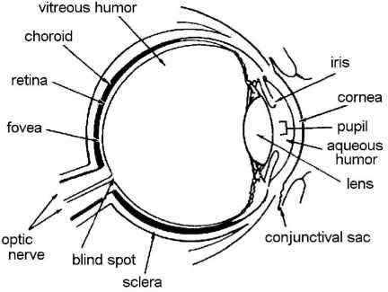 432x325 Section Ii The Special Sense Of Vision Sight 13 Anatomy Of The Eye