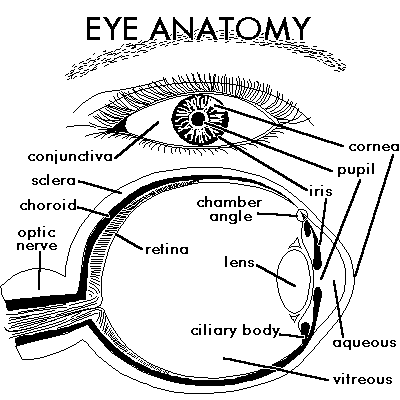 400x400 Anatomy Of The Eye Richmond Eye Associates