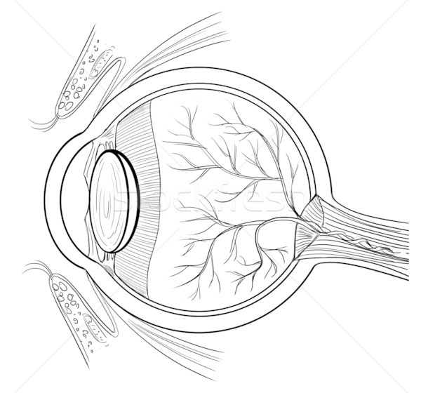 600x560 Anatomy Of The Human Eye Vector Illustration Daniel Cole