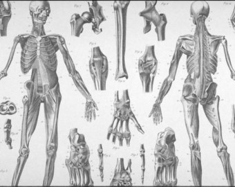 340x270 Anatomical Skeleton Etsy