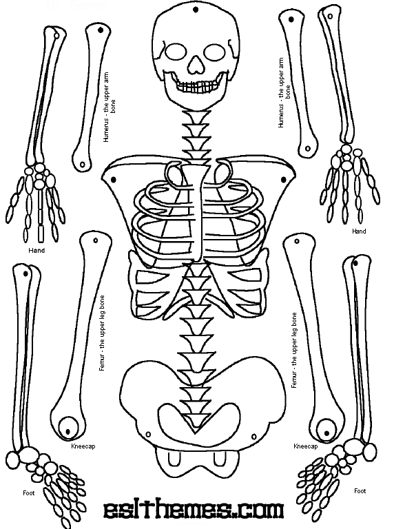 572x768 Make A Paper Skeleton To Label Bones School