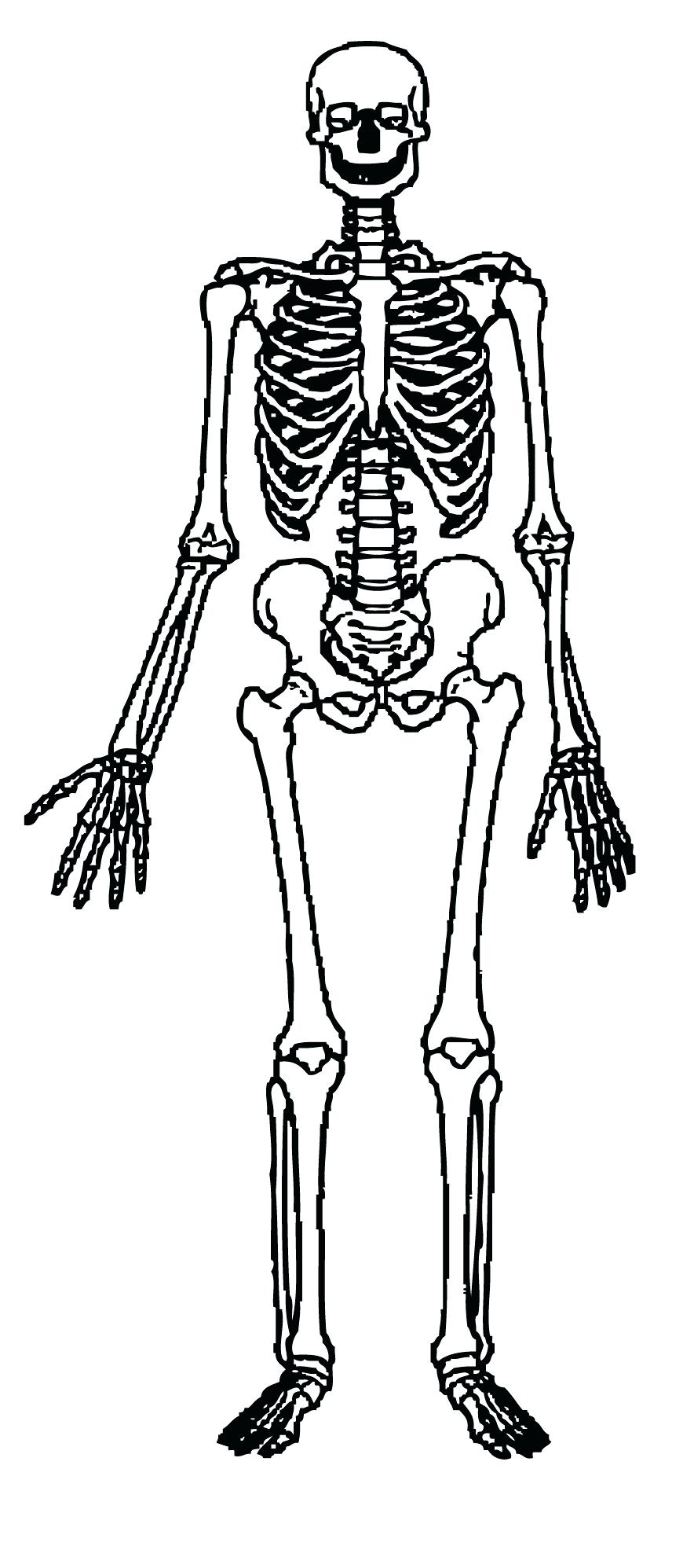 884x1995 Diagram Human Skeleton Diagram Labeled For Kids