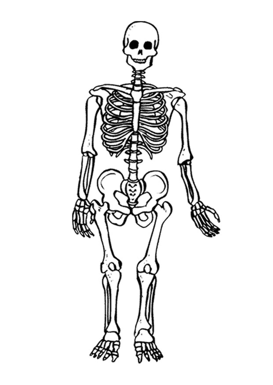 531x750 Coloring Page Skeleton