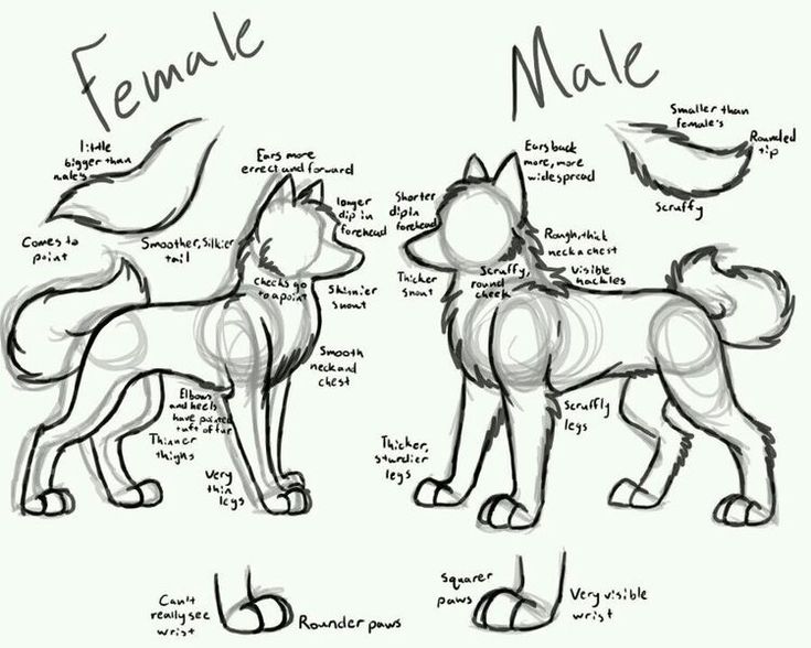 735x588 Female Dog Anatomy Drawing