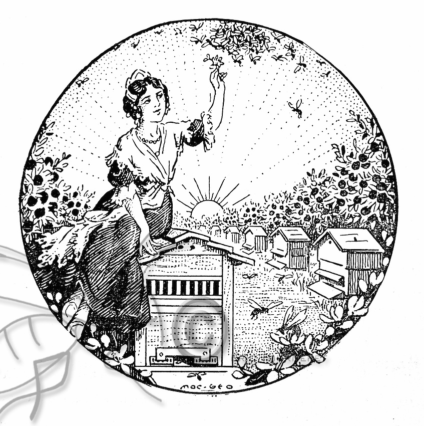 847x850 Honeybee Amp History063.tif The Honey Bee