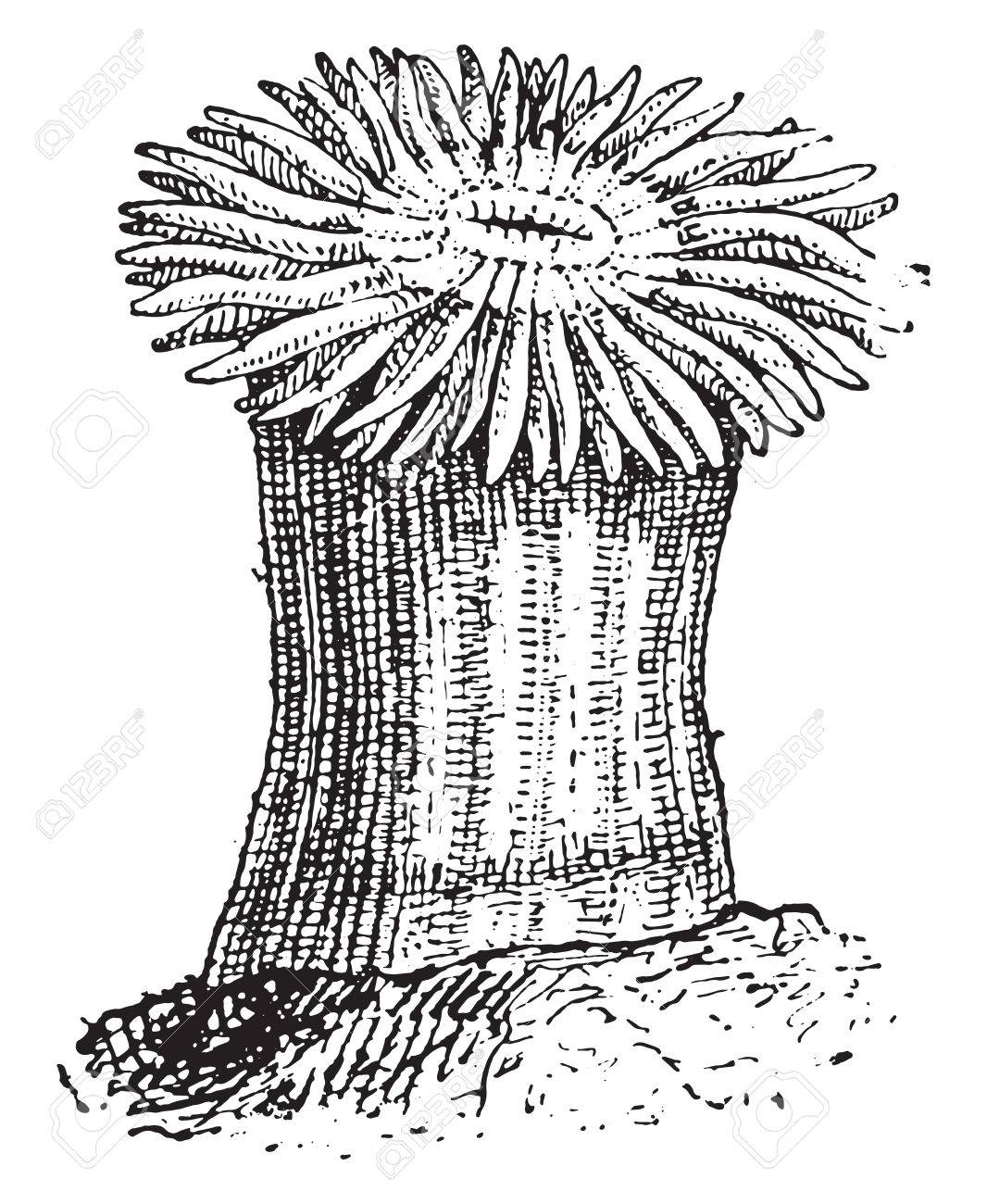 1066x1300 Sea Anemone, Vintage Engraved Illustration. Dictionary Of Words
