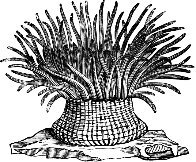 640x528 Sea Anemone Clipart Etc