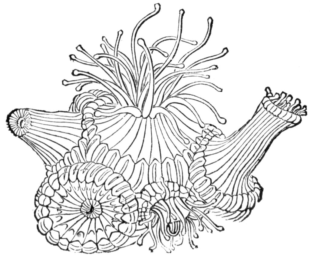 1024x851 Coral Drawing