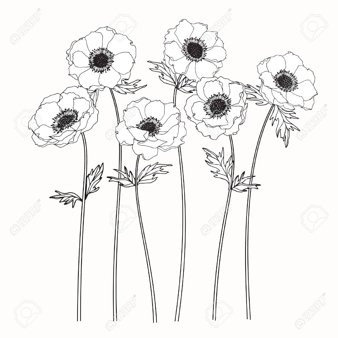 1300x1300 Anemone Flowers Drawing And Sketch With Line Art On White