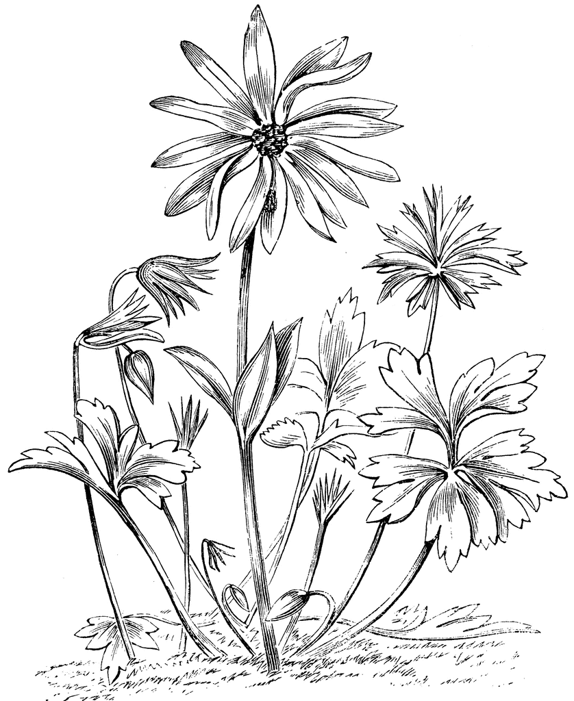 838x1024 Anemone Stellata Flower Clipart Etc