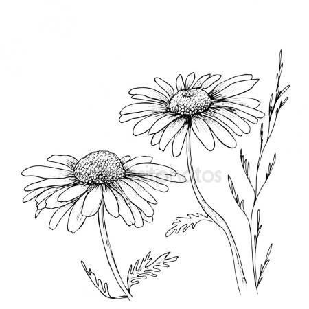 450x450 Anemone Flowers Drawing And Sketch With Line Art Stock Vector