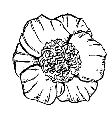 448x456 Camellia Flower Forms Amp Sizes