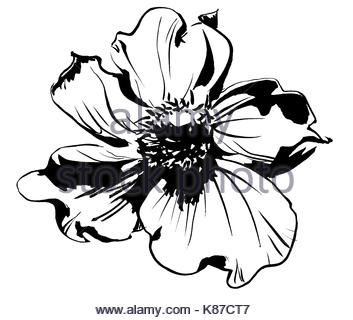 353x320 Hand Drawn Anemone Flower Calligraphy Style Stock Photo, Royalty