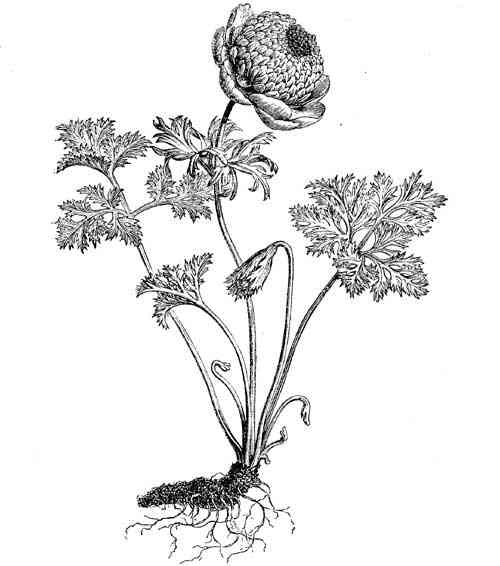 500x566 Hardy Garden Perennialsplantsold Fashioned Flowersjohn Wood