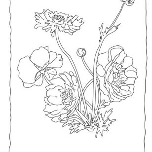 308x308 Images Of Saguaro Coloring Pages Canvases Snowdrops Snapdragon