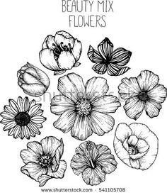 236x275 Cosmos Flowers Flowers Drawings Vector