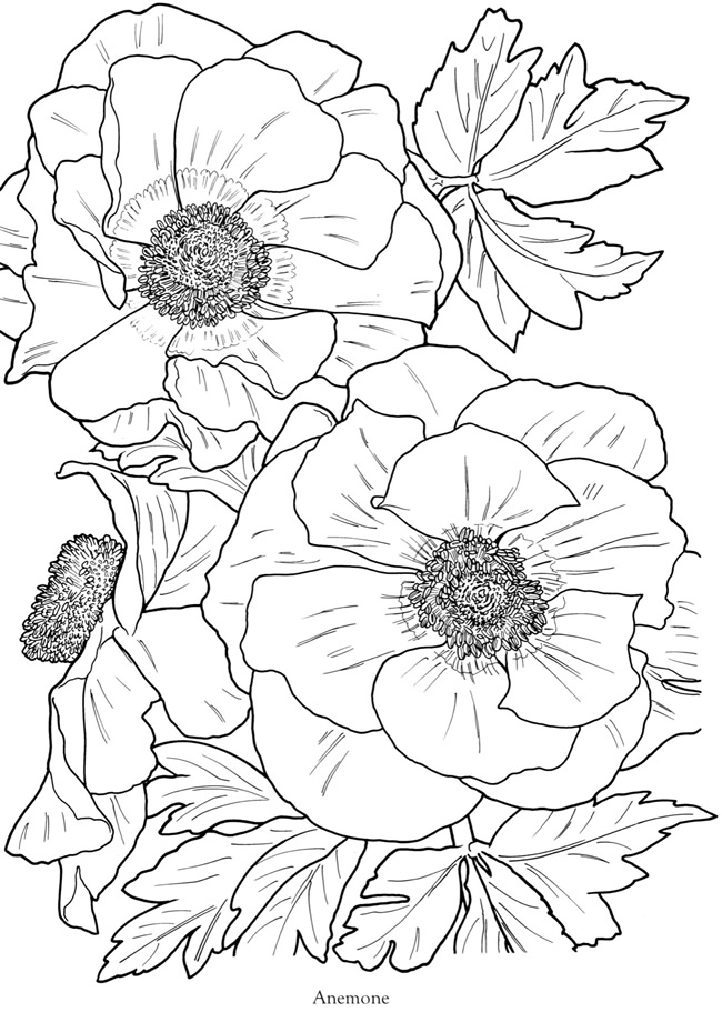 650x911 Anemone Coloring Pages Color Bros