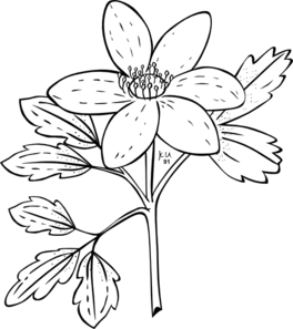 264x297 Anemone Flower Clip Art