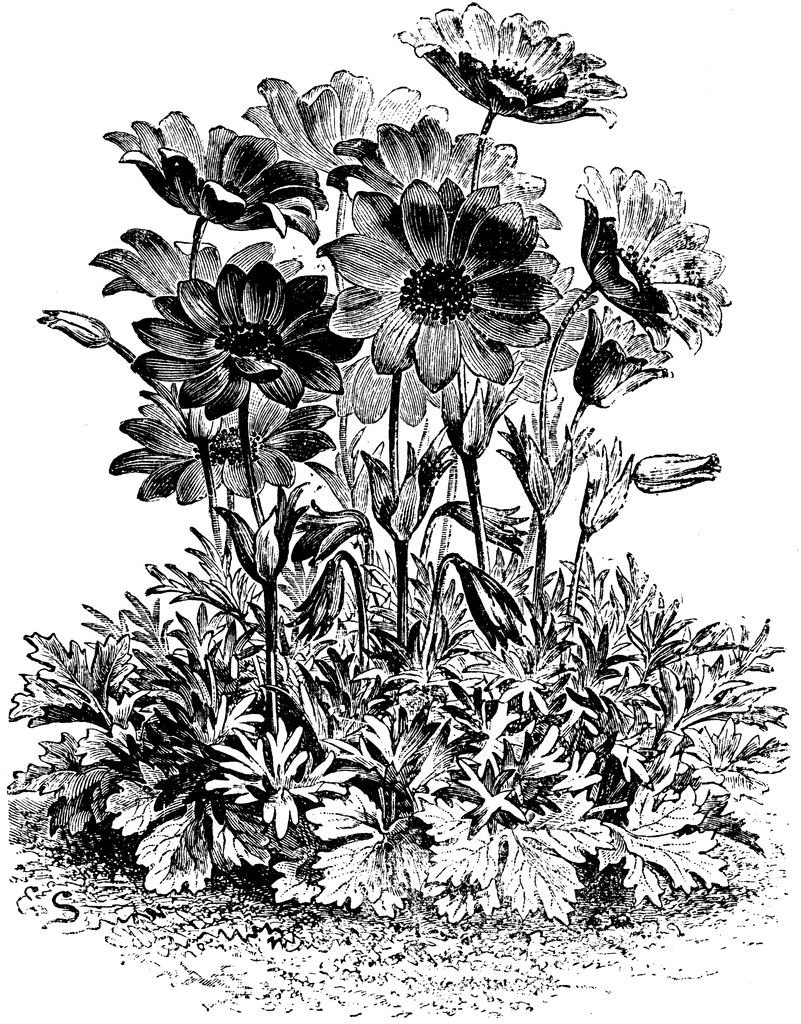 801x1024 Anemone Fulgens Flower Clipart Etc