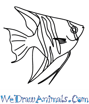 300x350 How To Draw An Angelfish