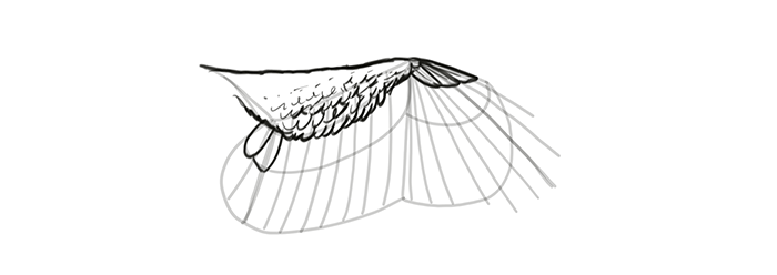 700x248 How To Draw And Animate Wings Birds, Bats, And More