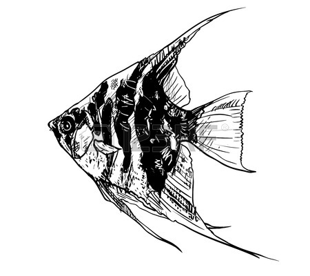 Angel Fish Drawing