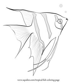 236x269 How To Draw Angelfish Step By Step