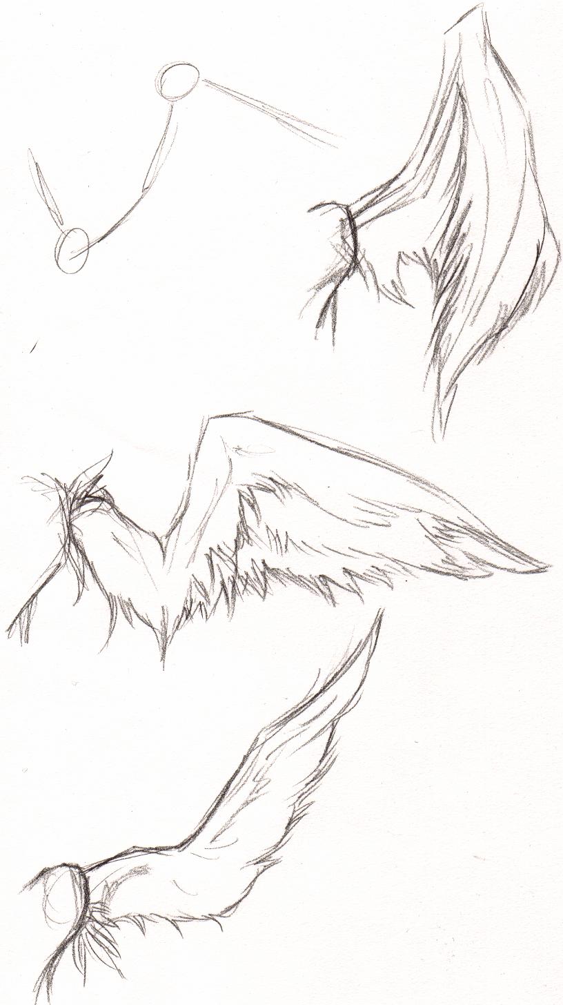 816x1456 Wing Tutorial By Bayne