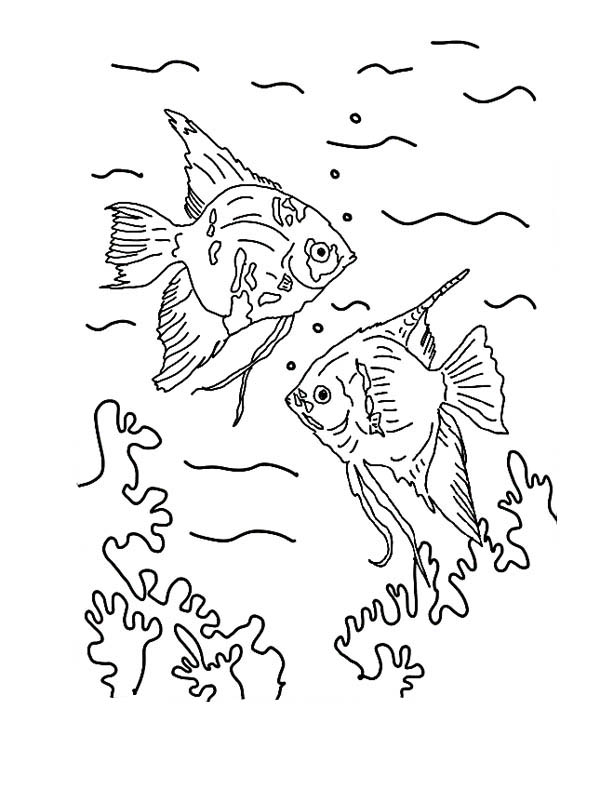 Angelfish Drawing at GetDrawings | Free download