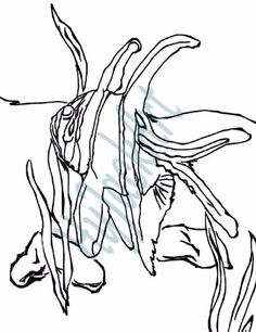 236x306 Drawn Angelfish Tiger Shark