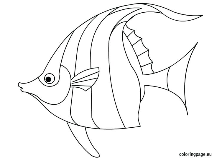 736x544 Fish Template To Color Drawn Angelfish Traceable Jellyfish