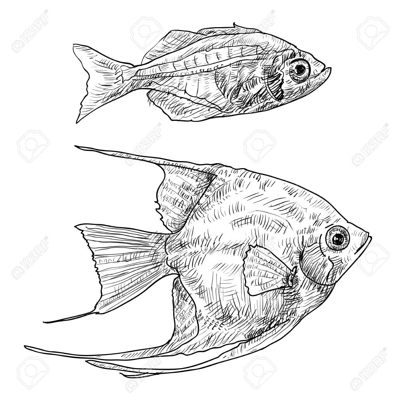 1299x1300 Angel Fish And The Fish With Stripe On Back And Belly Stock Photo