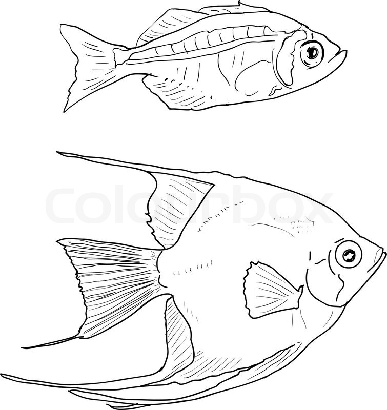 755x800 Two Fishes Stock Vector Colourbox
