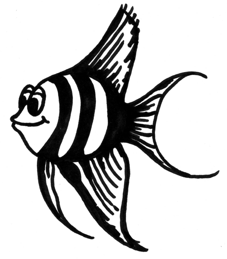 790x900 Angelfish