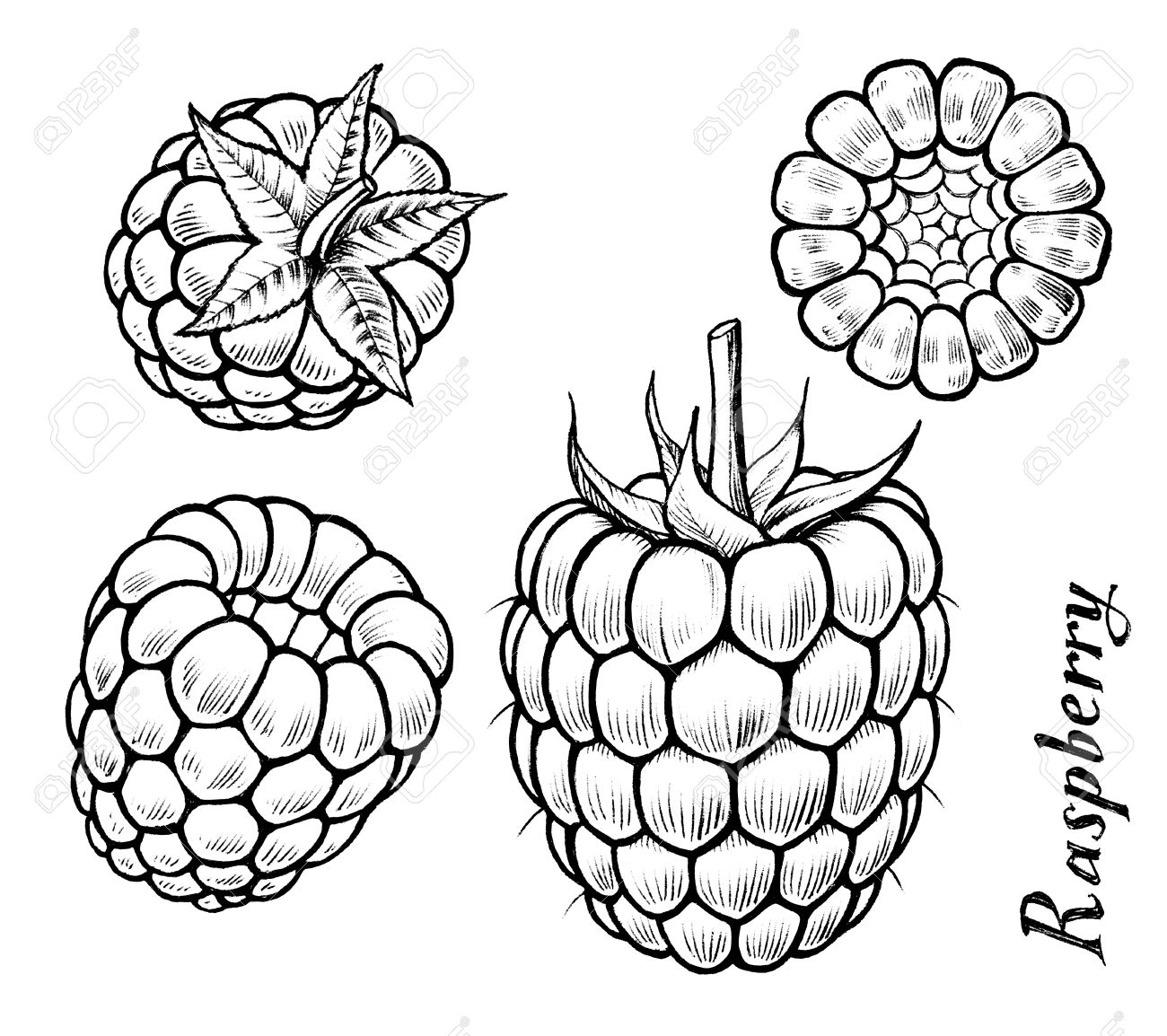 1300x1154 Raspberry Different Angles Ink Drawing Illustration Set Stock