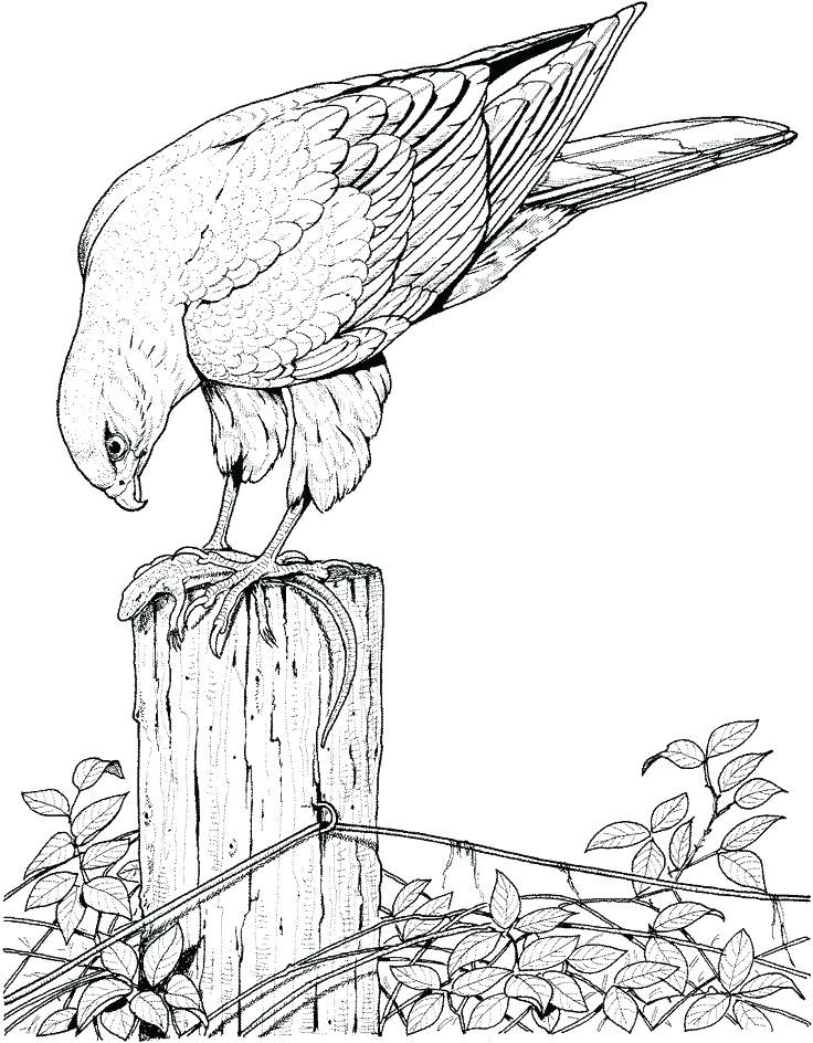 736x944 Realistic Coloring Pages As Coloring Page Of Birds Realistic