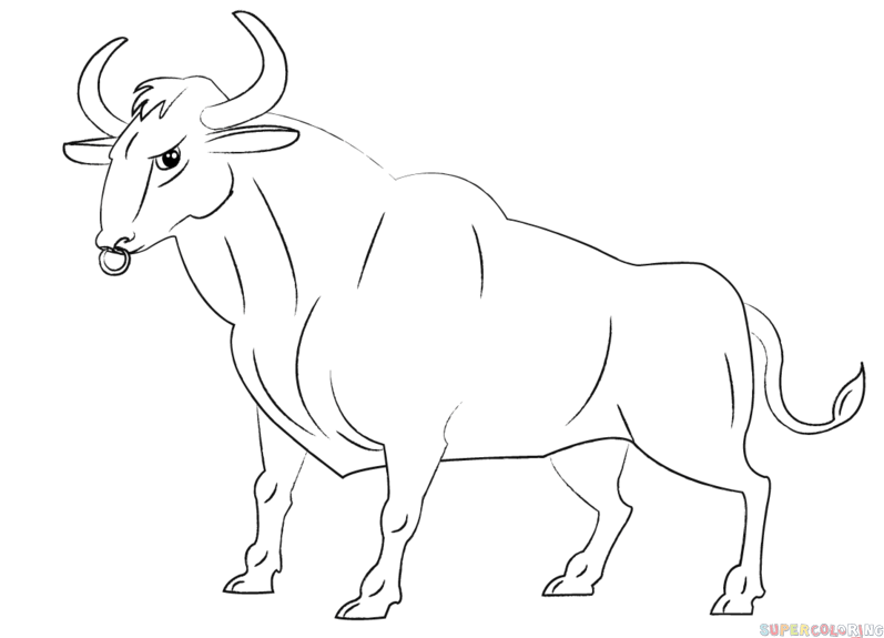 797x575 Drawn Bulls