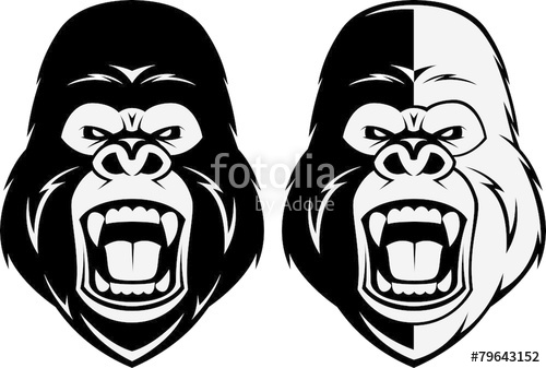 500x337 Angry Gorilla Head Stock Image And Royalty Free Vector Files