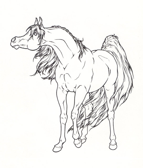 600x704 Arabian Horse Lineart By Requay
