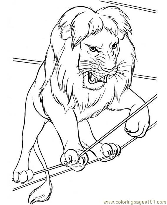 567x694 A Very Angry Lion From The Circus Coloring Page