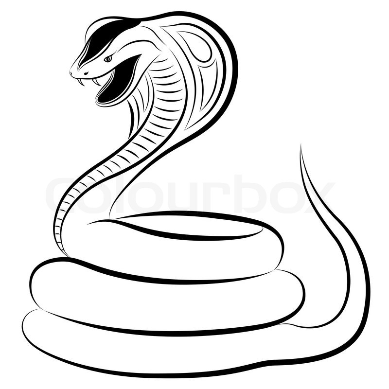 800x800 Snake, Cobra Stock Vector Colourbox