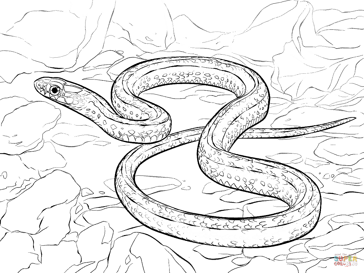 1200x900 Snake Coloring Pages Angry Page Wecoloringpage Unknown