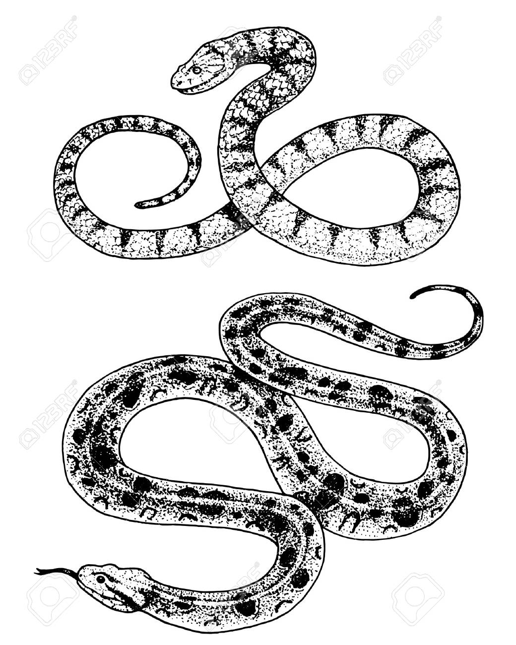 1040x1300 Viper Snake Hand Drawn In Old Sketch, Vintage Style Royalty Free