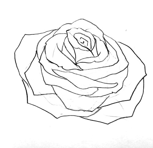 500x482 How To Draw A Rose