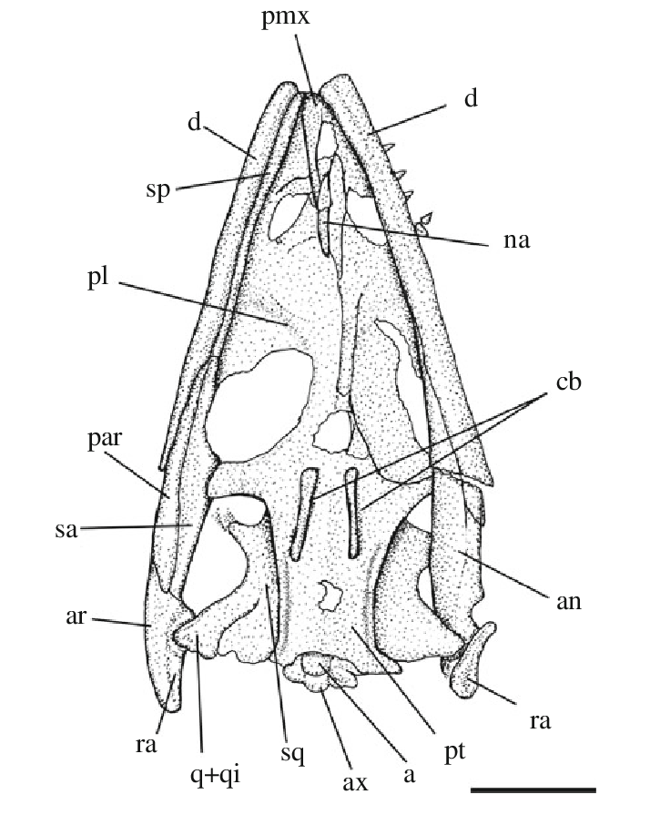 714x895 Mcsn 8076, Drawing Of The Skull In Ventral View. A Atlas,