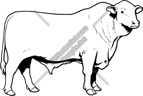 500x336 Angusbull01nc2bw Clipart And Vectorart Animals