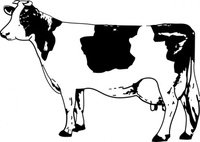 200x142 Black Angus Cow Vector